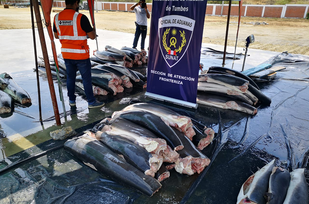 La policía de Perú se incautó en el norte del país de un cargamento de once toneladas de tiburones mutilados. Cortesía de Aduanas de Perú